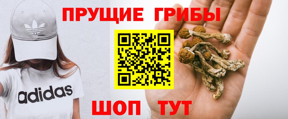 Псилоцибиновые грибы Psilocybine cubensis Горячий Ключ
